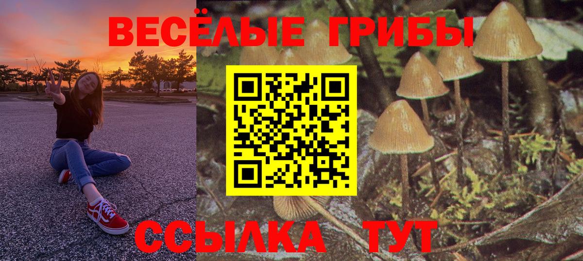 Галлюциногенные грибы Psilocybine cubensis Полысаево